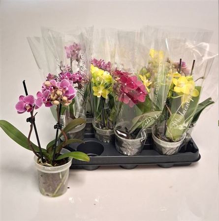112906-PHAL-009 Phalaenopsis Mix (lepkeorchidea) 2 ágú - Image 1