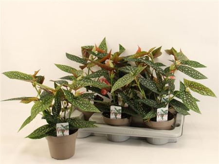 121874-BEG -014 Begonia maculata 'Wightii' (pettyes begónia) - Image 1