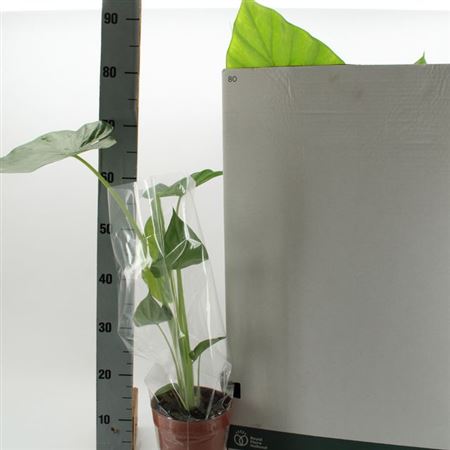 125115-ALOC-017 Alocasia macrorrhizos (óriás elefántfül) - Image 1